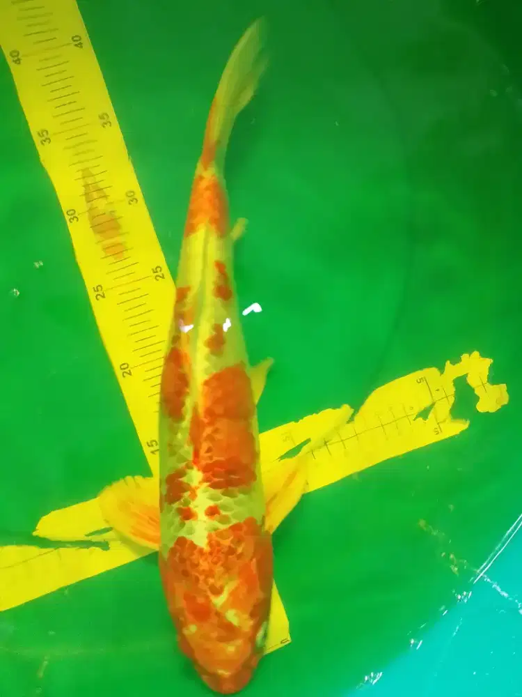 Ikan koi jenis KUJAKU 40cm warna orange metalik