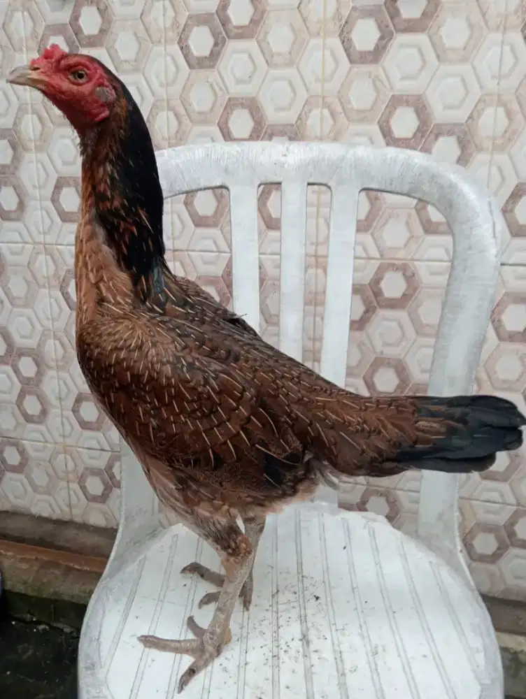 Ayam betina Mangon Bangkok main semi brakot