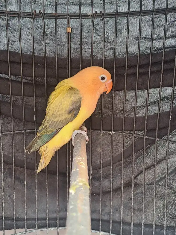 Lovebird Paud Biola AquaBlue1 Euwing Violet/Pale Fallow (PF)