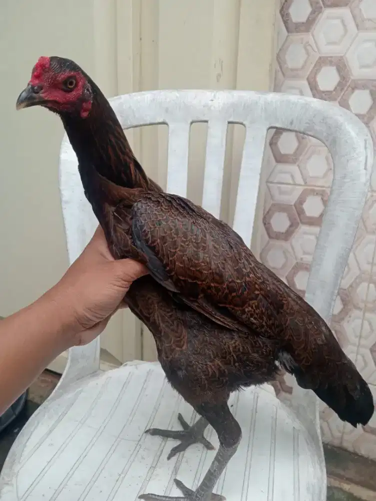 Ayam betina Mangon umur 6-7 bln