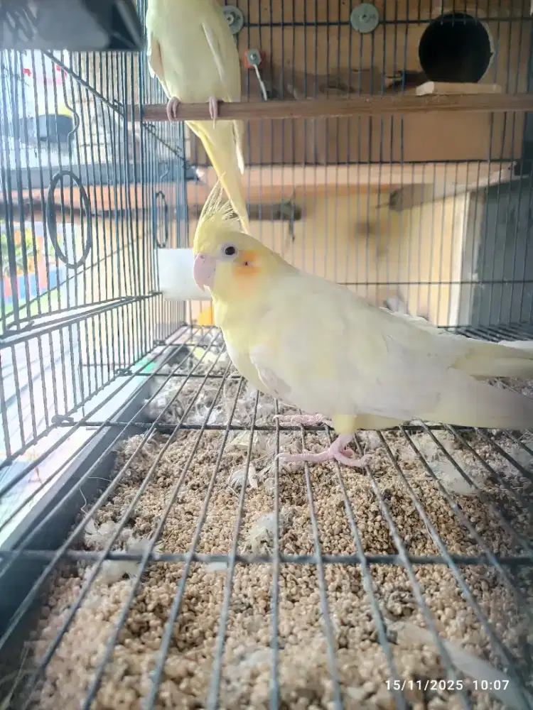 Falk Lutino MM Betina