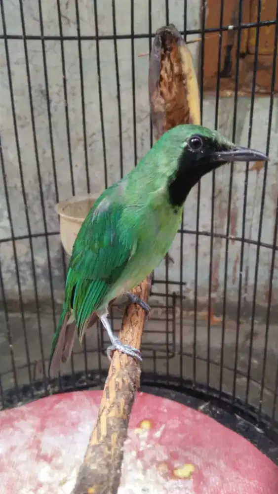 Burung Kecil Sehat