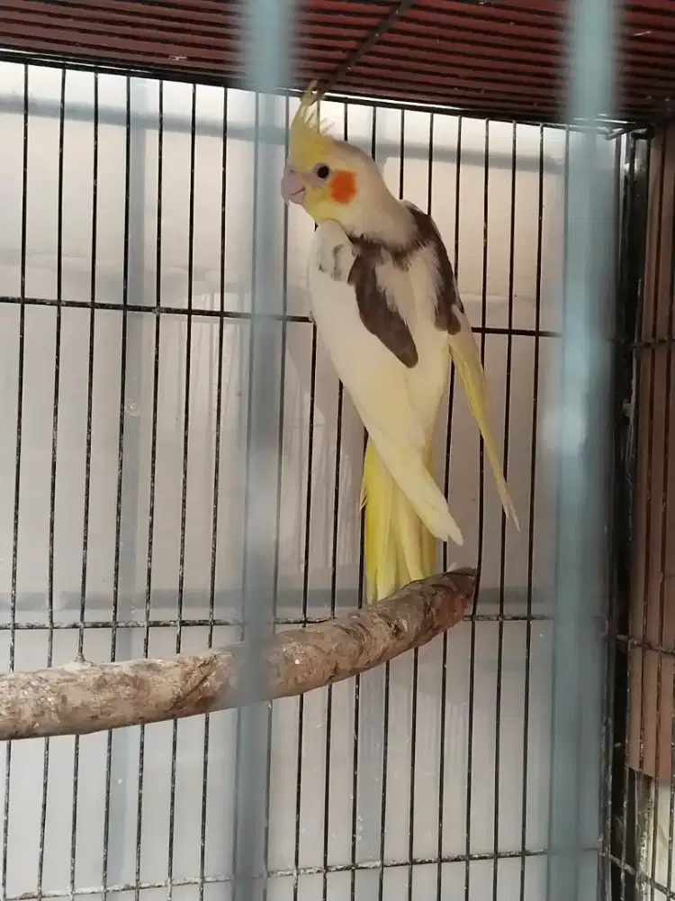 Burung falk Australia