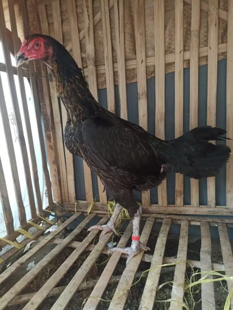 Ayam bangkok klasik body big