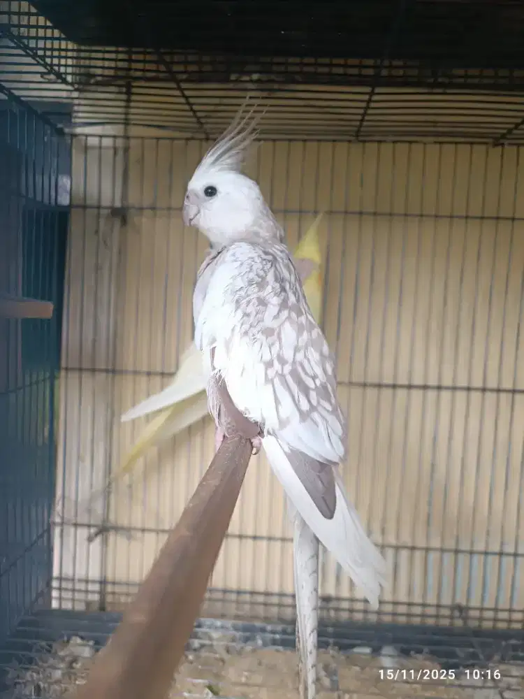 Falk WF Pearl betina dewasa