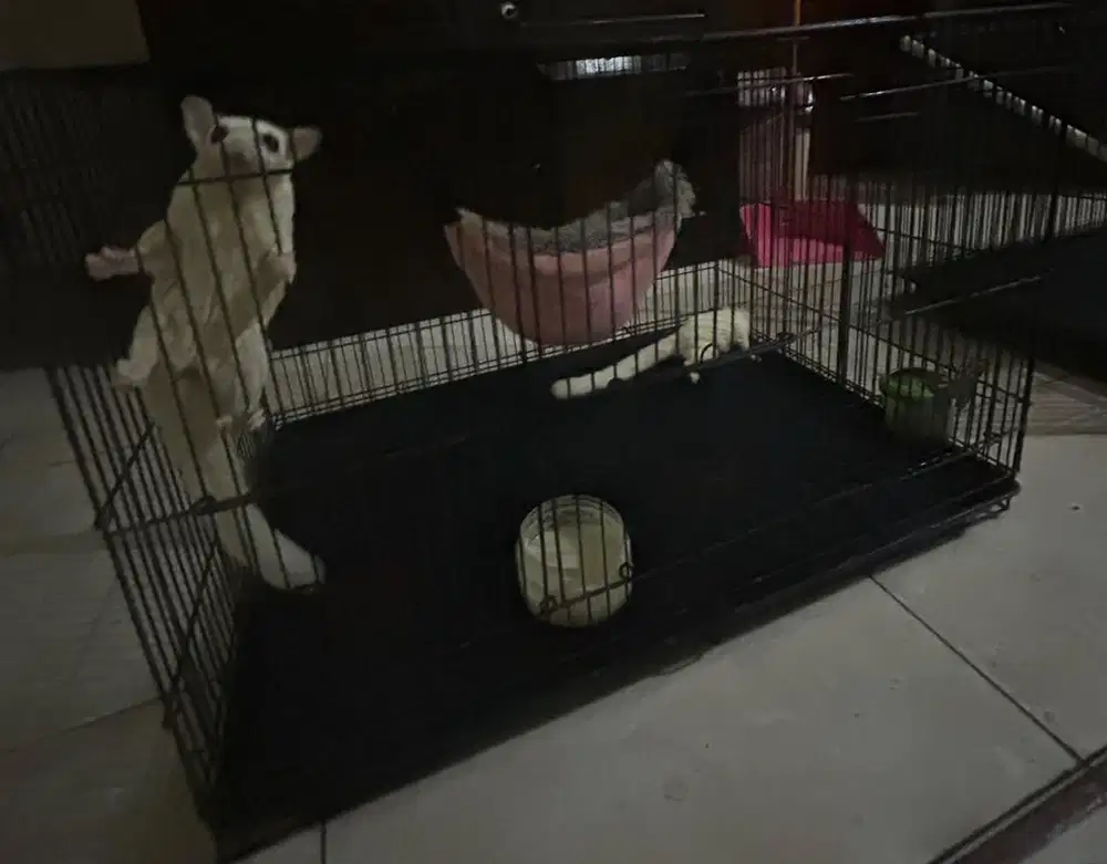 Dijual Sugar Glider Jantan Leucistic