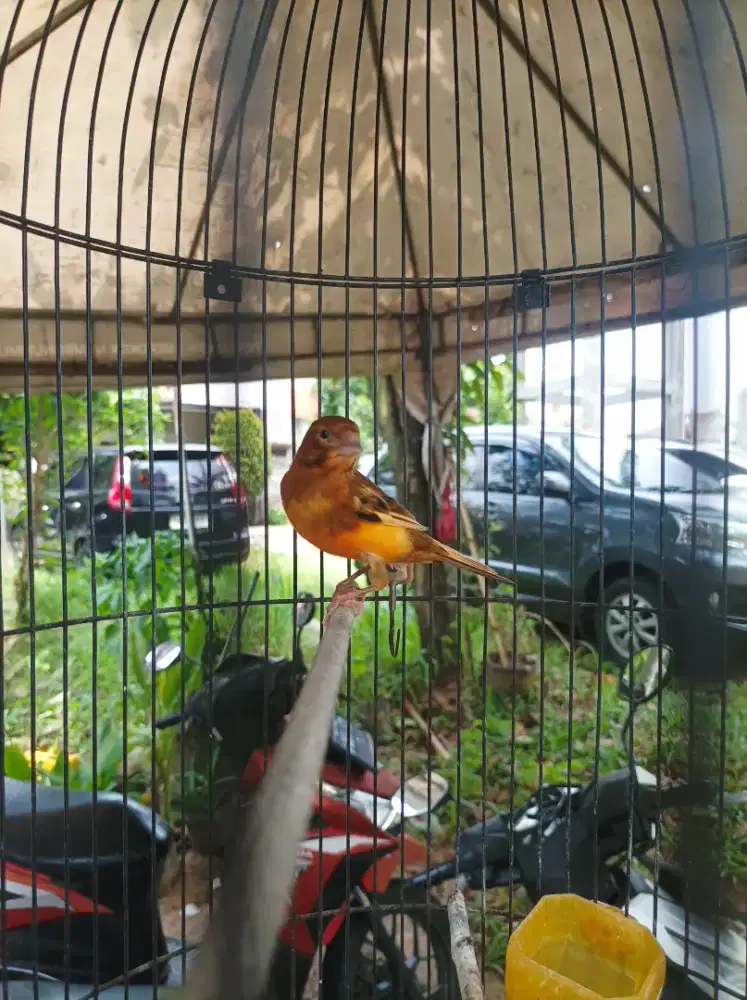 Kenari Beti plus kandang besi