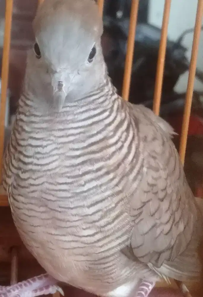 Perkutut udan mas mojopahit tangguh