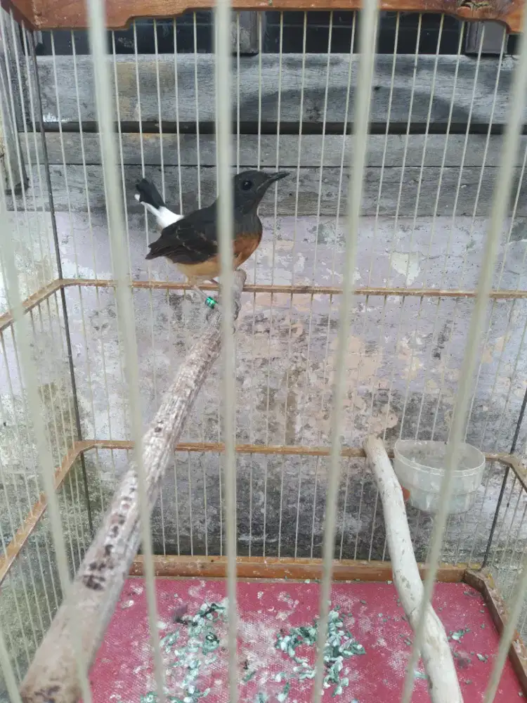 Murai betina medanxjambi