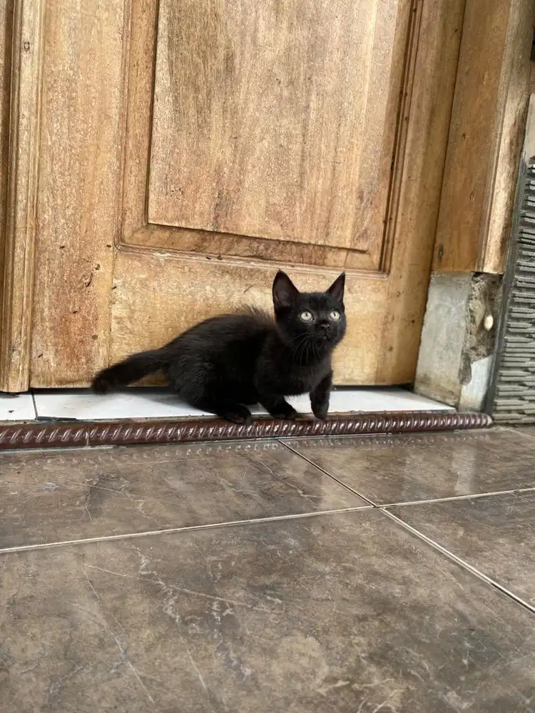 Kitten munchkin bsh top standar kucing british shorthair