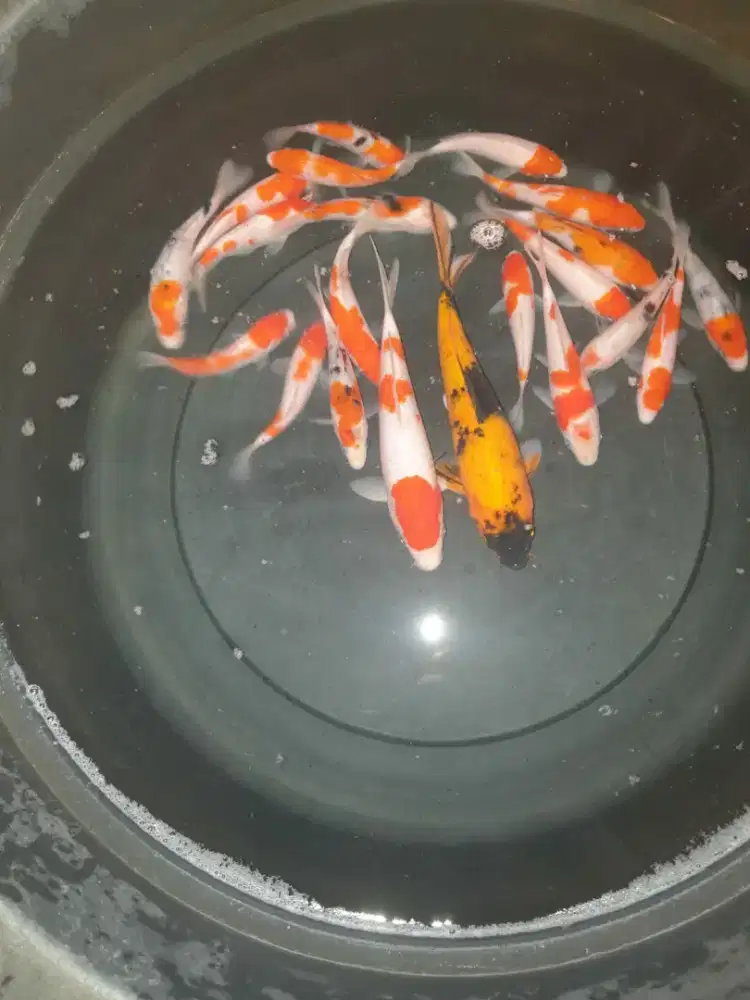 KOI Lokal [Borongan]