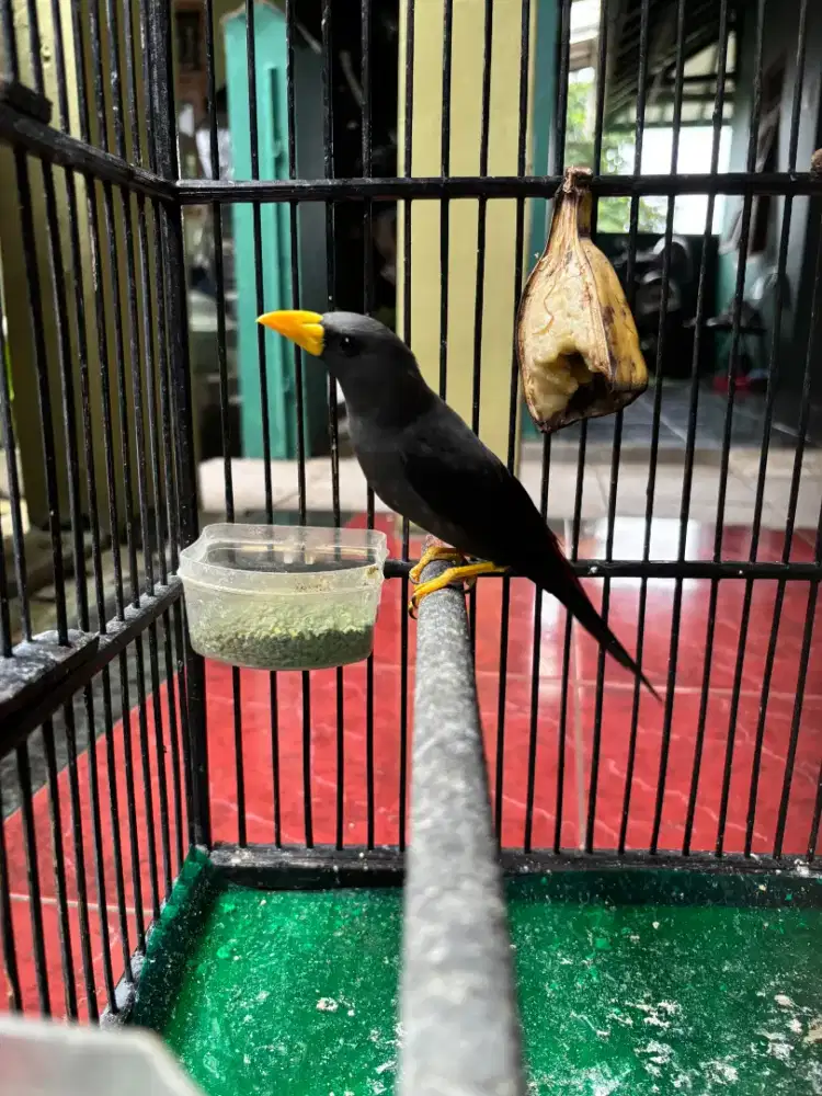 Burung Jalak Rio-Rio