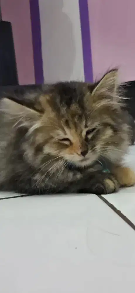 Gratis 2 ekor kucing