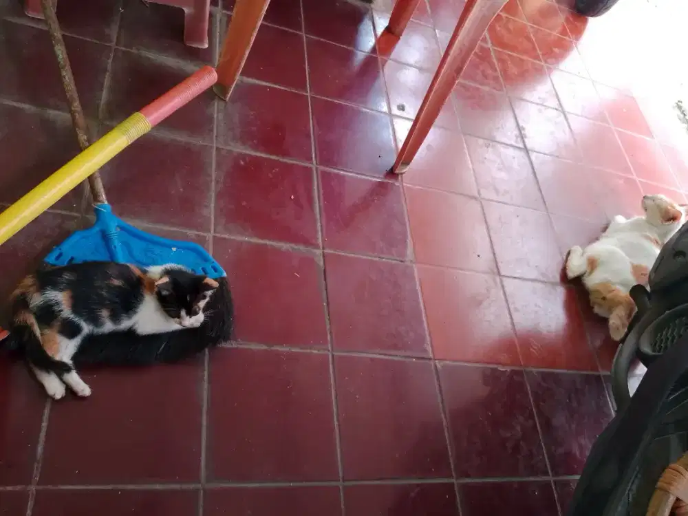 Jual Bth Jual Murah 3 Kucing Kampung Sehat,Gak Cacat