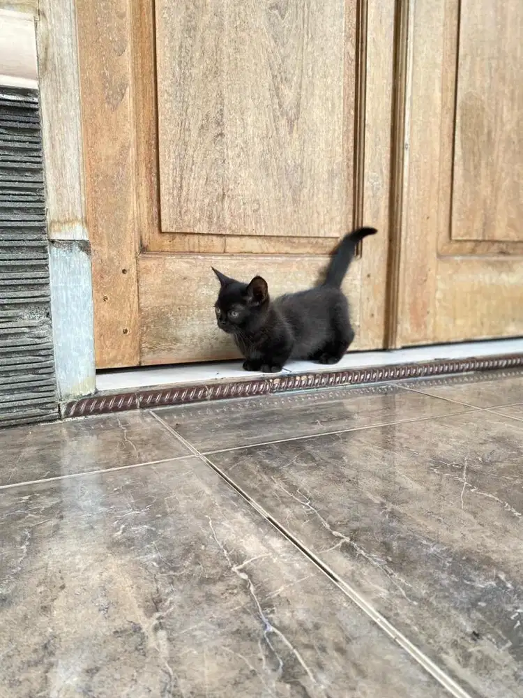 Kucing kitten munchkin british shorthair cebol