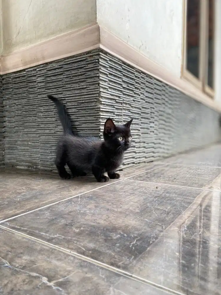 Kitten kucing munchkin british shorthair bsh cebol