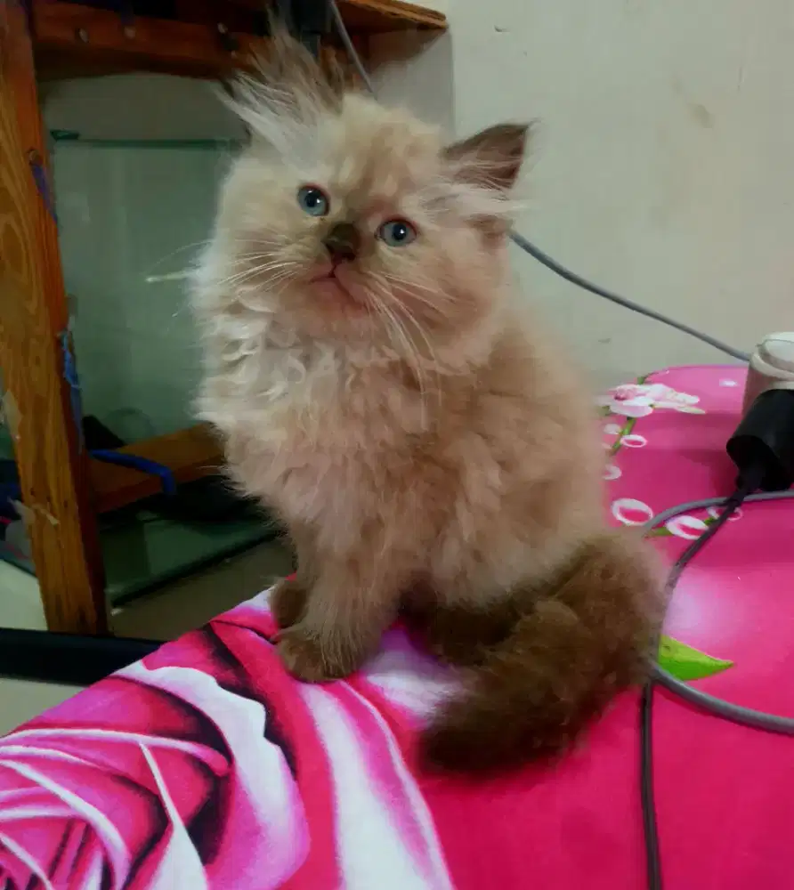 Persia Himalaya Cinnamon cokelat marbe