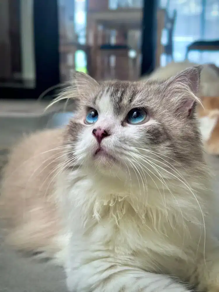 RAGDOLL BLUE LYNX JANTAN