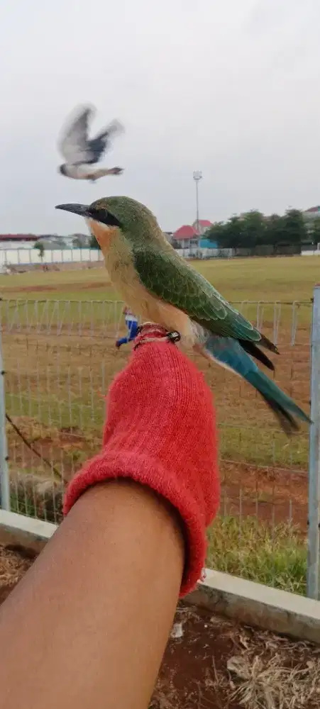 burung jinak skill freefly