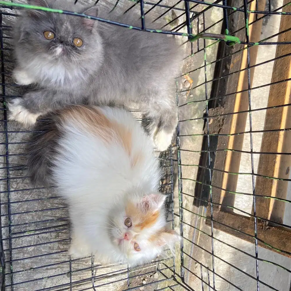 Peaknose extream jantan