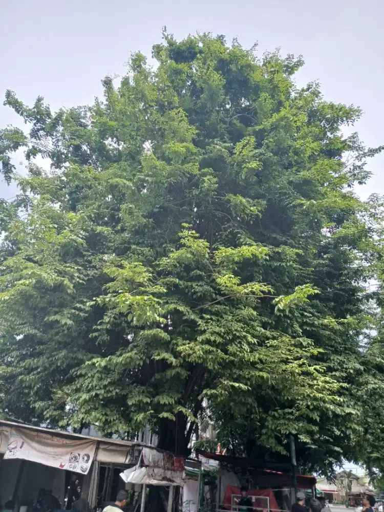 Jasa tebang dan pangkas pohon