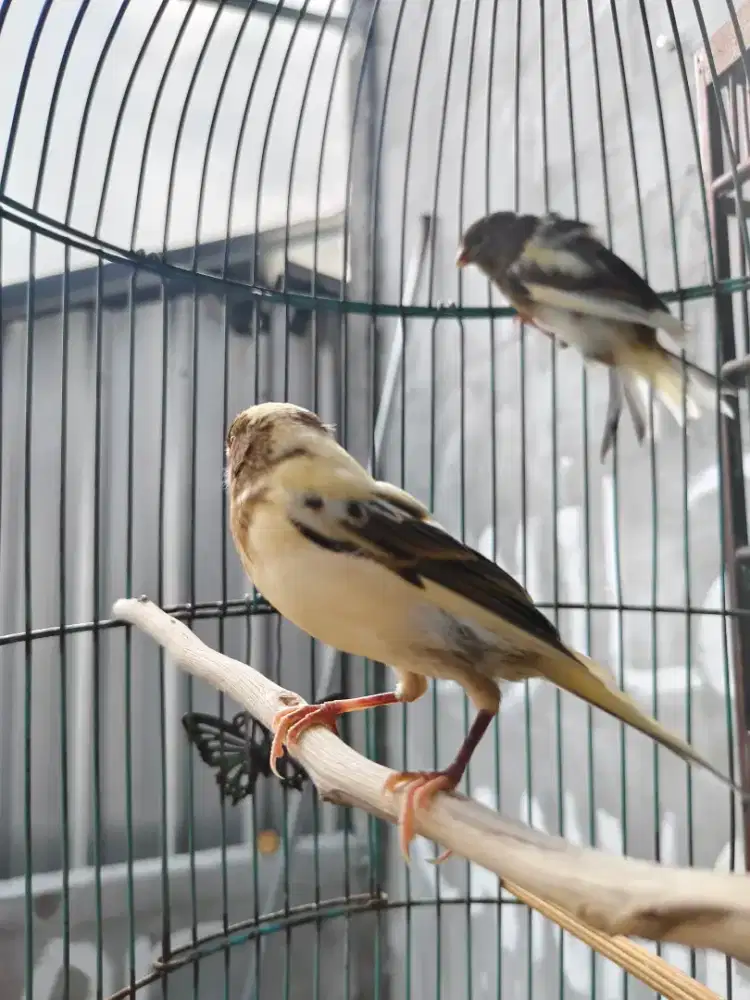 Kenari paud Seri af borongan 2 ekor