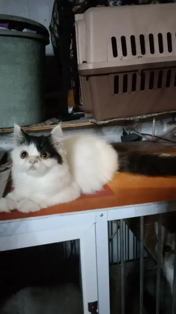 Kucing Persia black Van