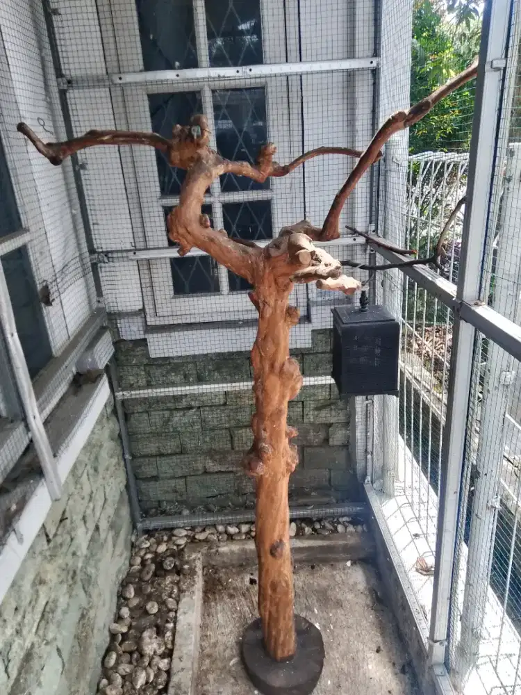 Tangkringan burung paru bengkok