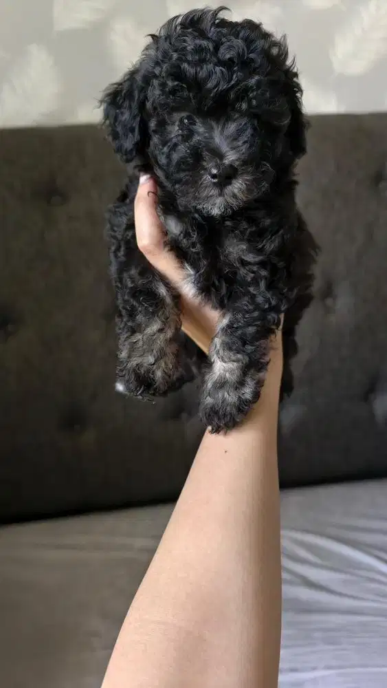 Jual anakan poodle