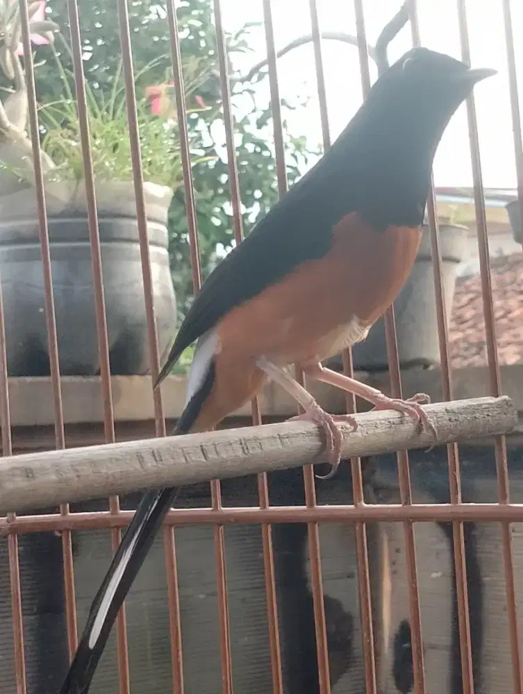 MUray muda hutan prospek