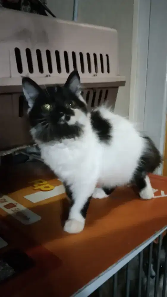 Kitten Persia hitam full