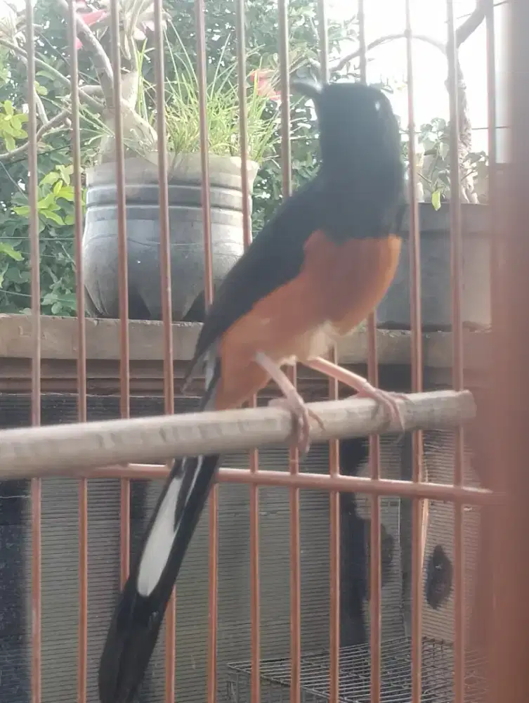 Muray muda hutan prospek lapangan