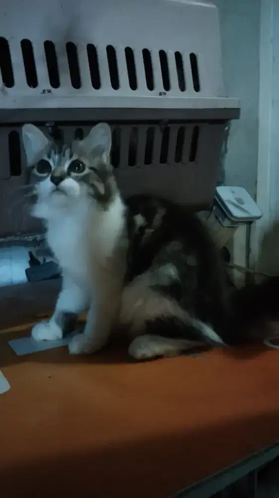 Kucing Persia Marbel Longhair