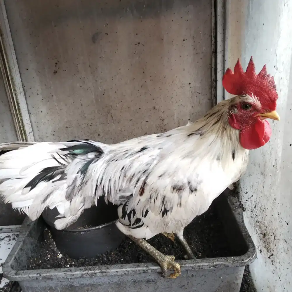 Apa am ketawa dangdur