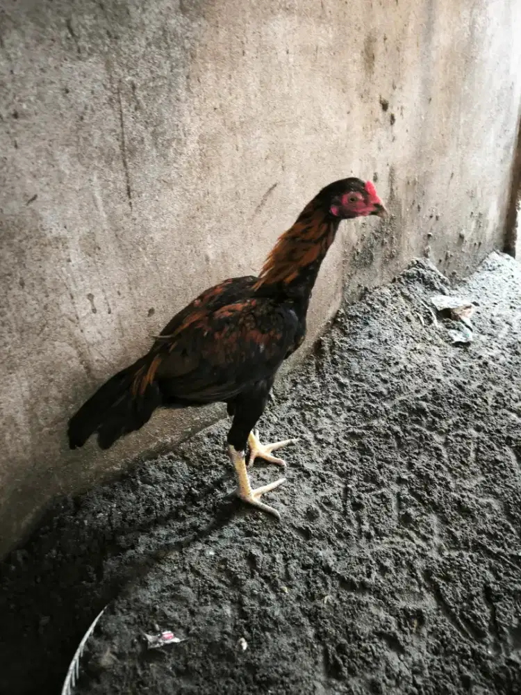 Anak Ayam Laga Jenis Nilai Sendiri