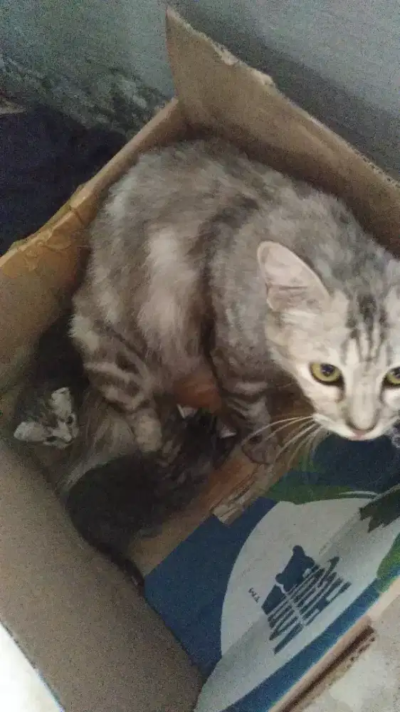 Kucing mixdom ras campuran induk+3anak