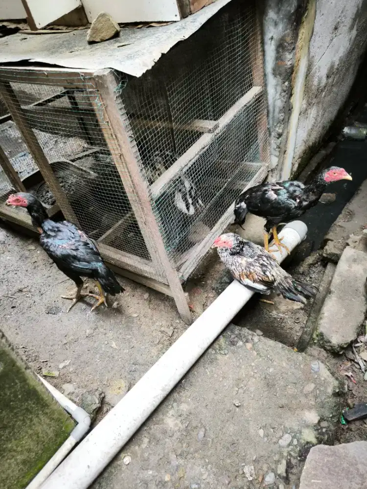 Jual Anak Ayam Usia 3 Bulanan