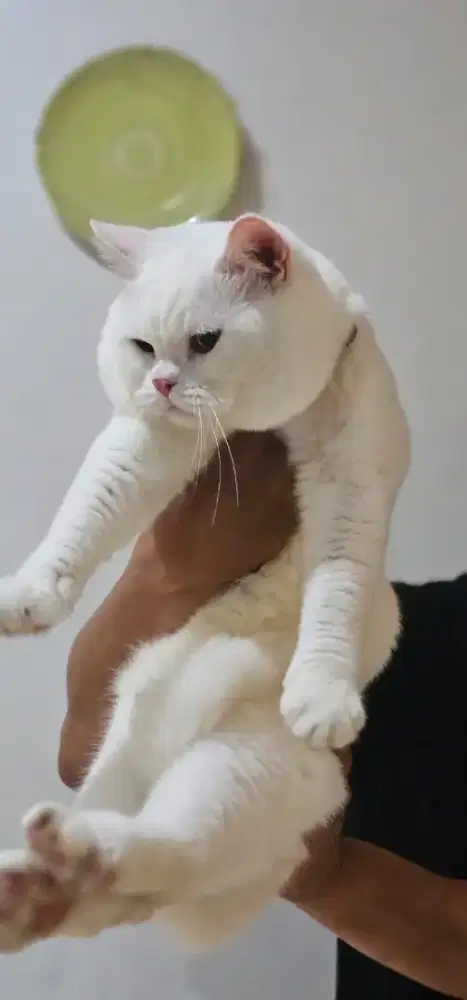 British shorthair white solid