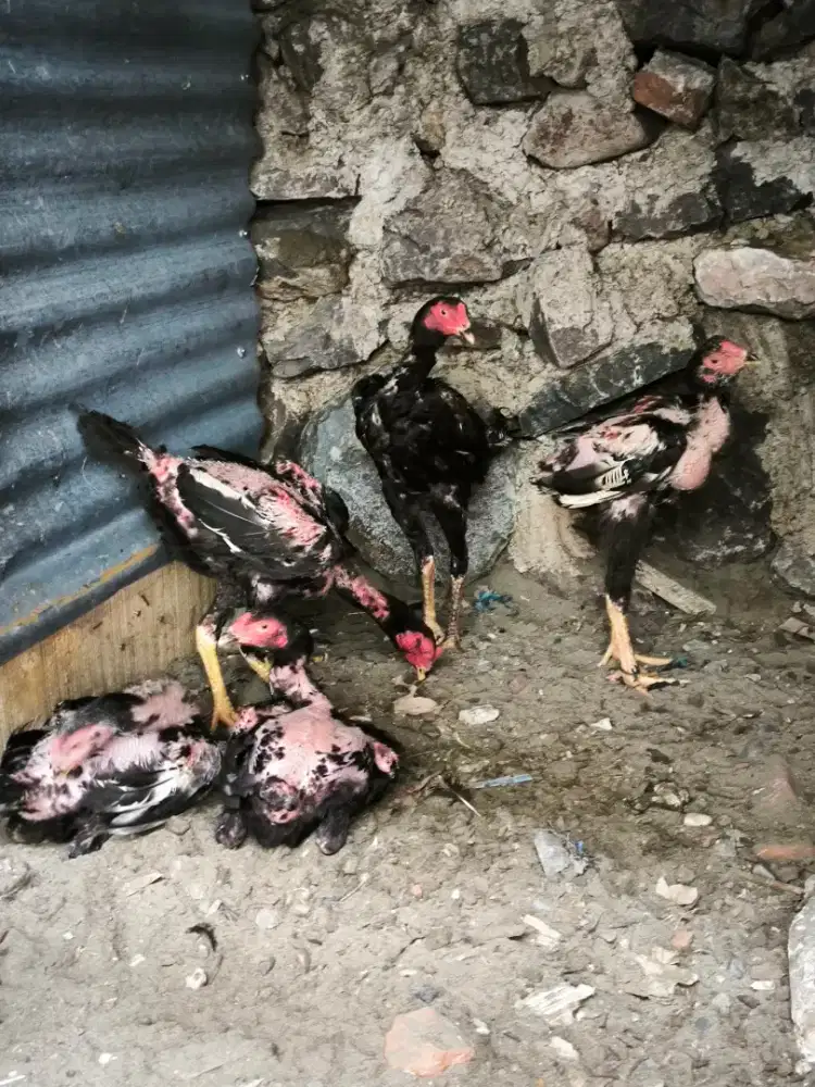 Ayam Import Bibit Jelas Kualitas Jaminan
