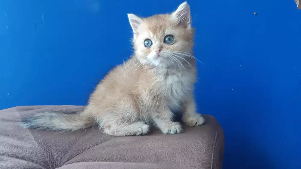 BSH Golden Ny11 Jantan