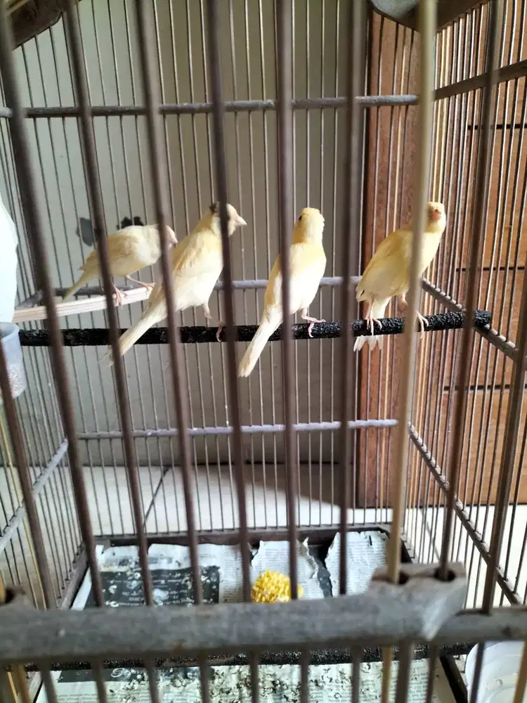 Kenari paud borongan