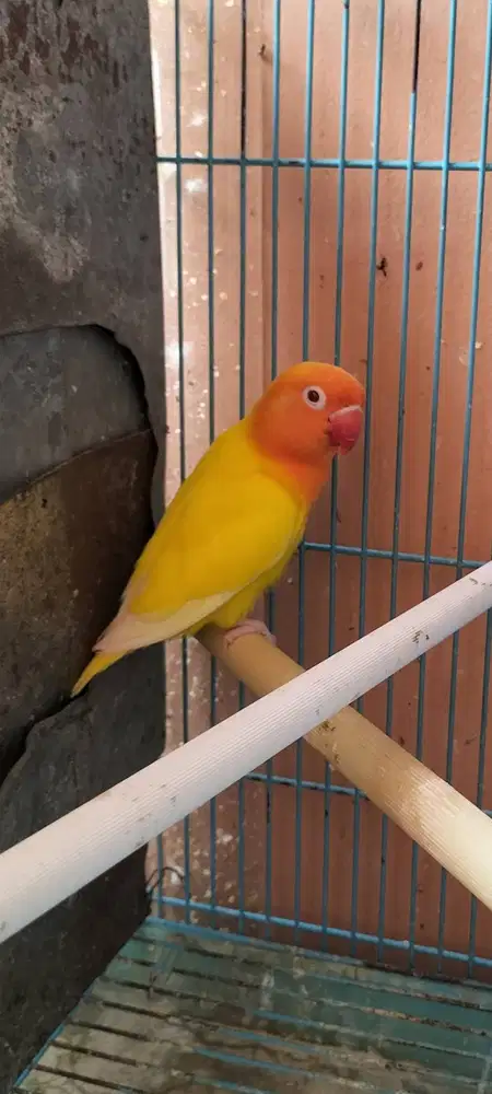 Lovebird lutino MM