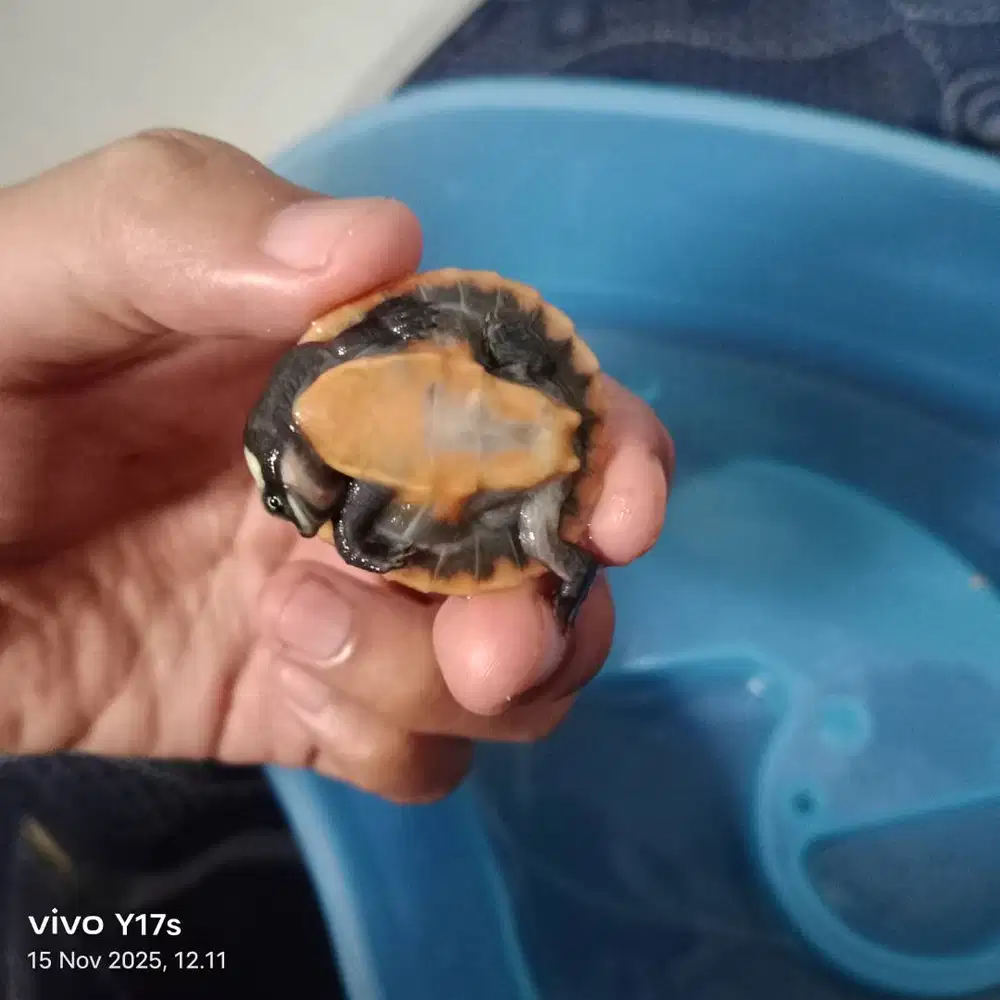 Kura kura dada merah