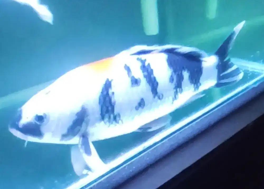 Ikan koi platinum slayer dan Shiro size 40 murah meriah