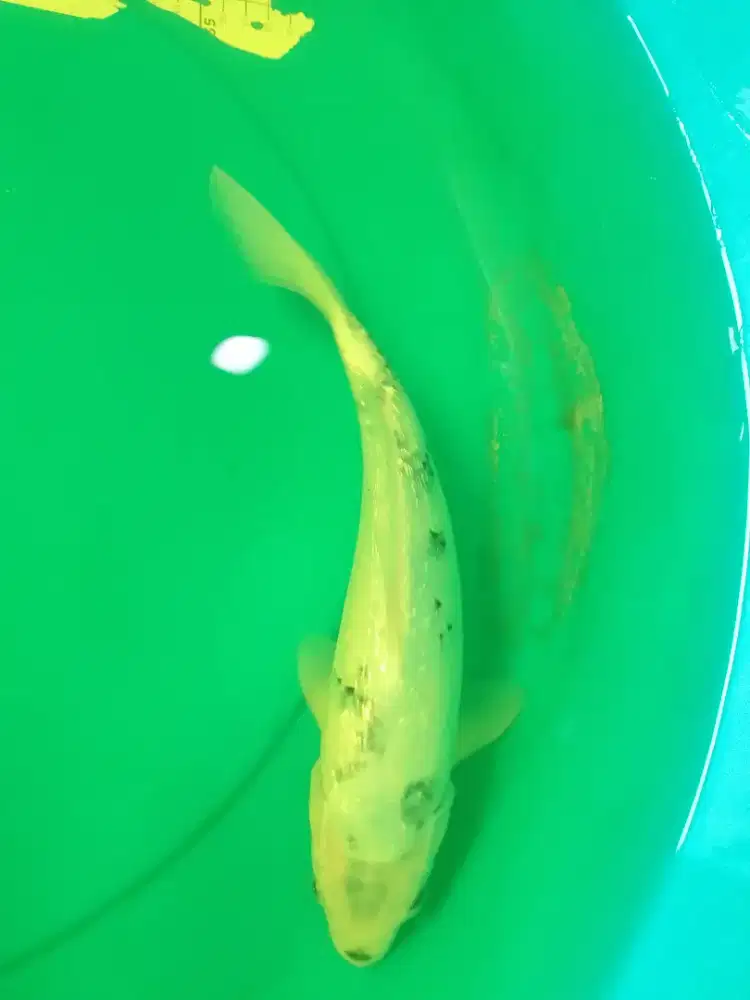 Ikan koi jenis Bekko Ginrin 34cm HQ