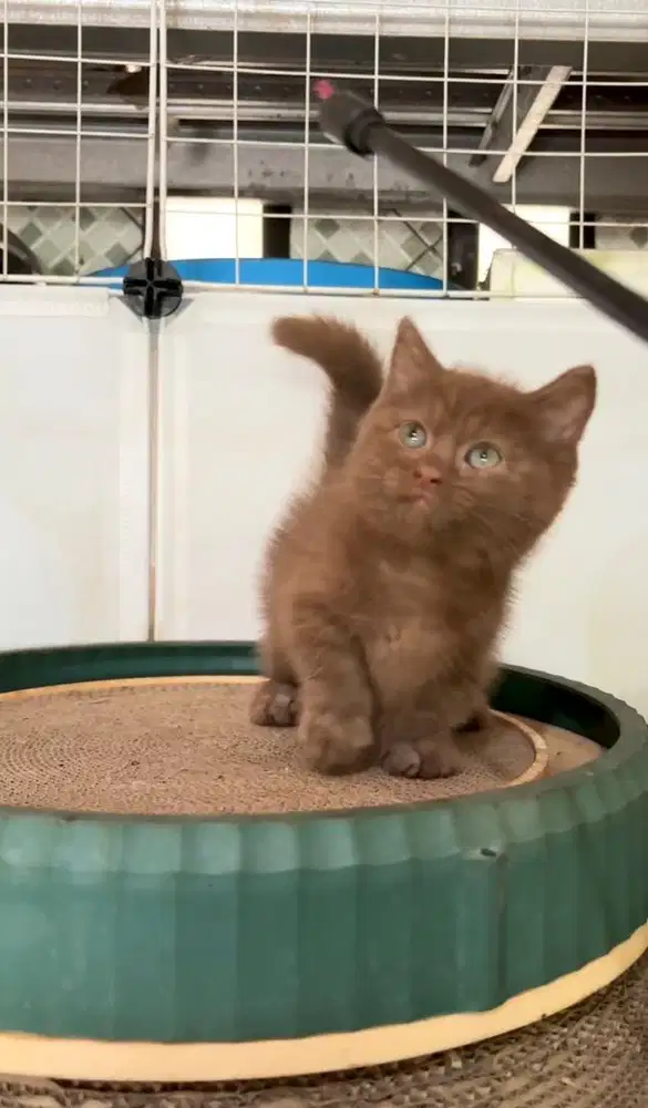 Kucing kitten munchkin british Shorthair cinnamon solid scottish fold
