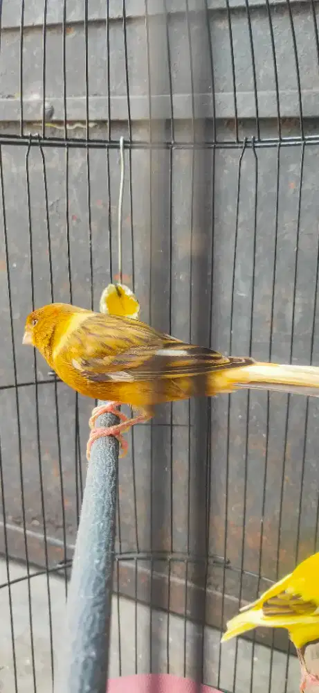 Kenari af pejantan isi