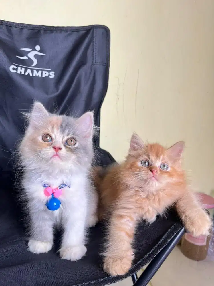 Persia super gembul muka bulat