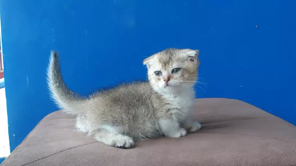 Gealic Bico Golden NY25 Betina