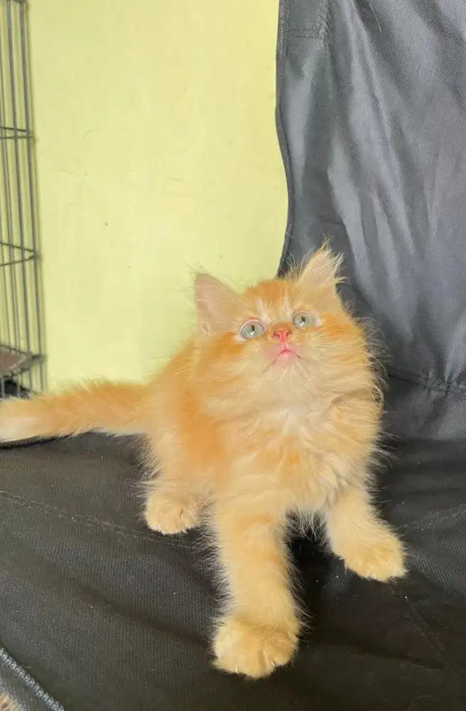 Persia super gembul bulu rimbun super longhair